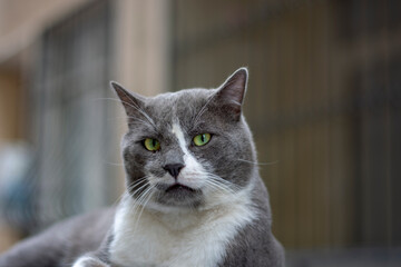 white gray colored cat on the street