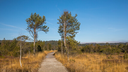 Weg durch eine Moorlandschaft