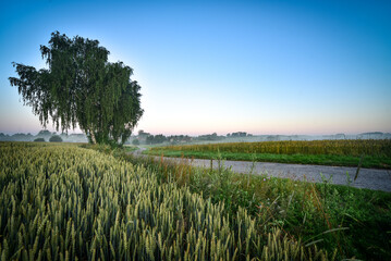 sunset in the field