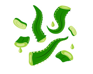 Aloe Vera illustration set isolated on white background. Medicine and cosmetic ingredient.	