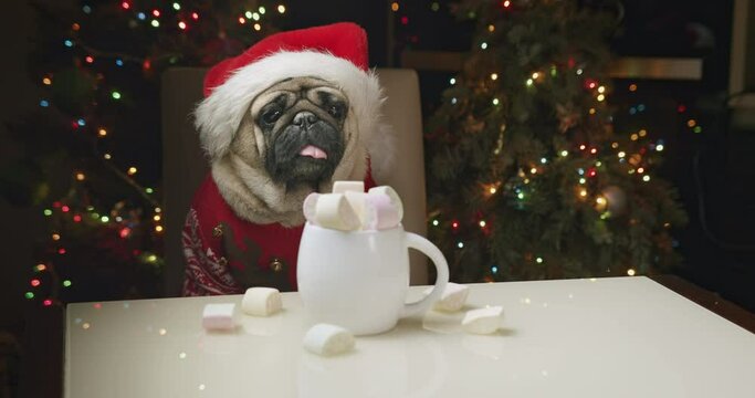 Portrait of funny cute pug dog in Christmas costume. Looking at the cup full of marshmallows. Decorated Christmas tree at the background. Funny Christmas dog concept