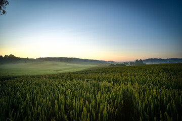 field of wheat