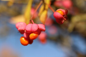 Euonymus europaeus, Egret shrub with orange-pink fruits. Autumn background