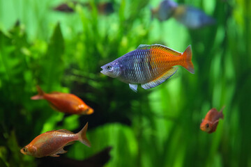 Boeseman's rainbowfish - Melanotaenia boesemani. Fish in the aquarium. Fish under water. 
Blur.