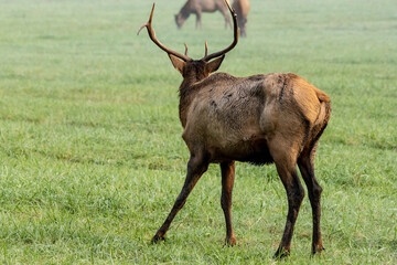 Female Elk Is Target of Young Male