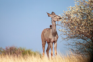 Afrikaanse saiga-antilope in de buurt van een bloeiende boom in de Kalahari-woestijn. Namibië