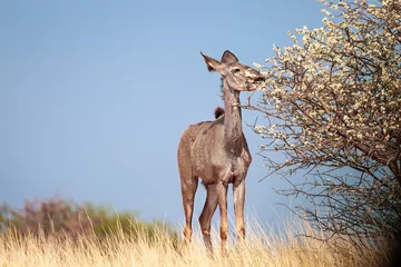 Rolgordijnen zonder boren Antilope Afrikaanse saiga-antilope in de buurt van een bloeiende boom in de Kalahari-woestijn. Namibië