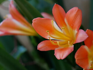 Flor naranja close up