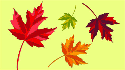 Autumn maple leaves for stencils