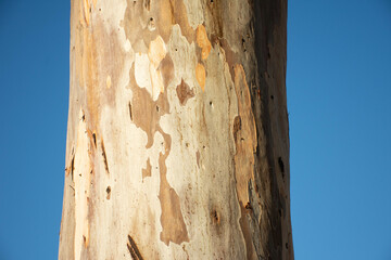 Trunk of a eucalyptus tree, the wood of this tree is widely used in the paper industry.
