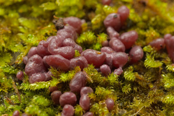 Purple jellydisc fungus