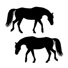 a set of silhouettes of horses, black images isolated on a white background.