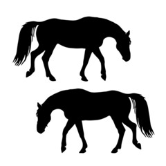 Obraz premium a set of silhouettes of horses, black images isolated on a white background.