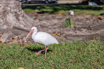A beautiful white stork in a park.