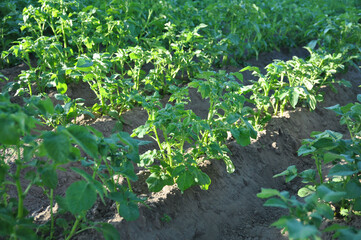 Potato field. Young potato plant growing on soil.