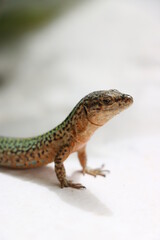 Lizard on Ibiza