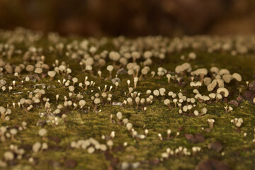 Close up of slime mould