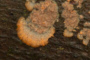 Wrinkled crust fungi