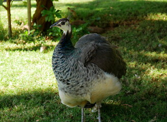 Pavo real y cesped