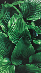 A background of green and succulent hellebore leaves in close-up view from above