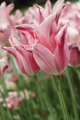 Fototapeta premium fully blossomed dark pink striped pink tulip in a bed of tulips 