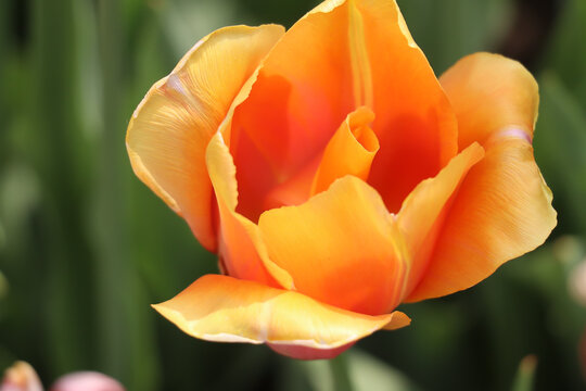 vibrant orange tulip in full blossom against a lush green background
