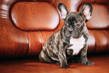 Poster Im Rahmen Junge kleine schwarze französische Bulldogge Hundewelpe sitzt auf dem Sofa. Lustiges Hundebaby mit schöner schwarzer Schnauze mustert Bulldoggen-Hündchen. Entzückender Bulldoggen-lustiger Welpe © Grigory Bruev