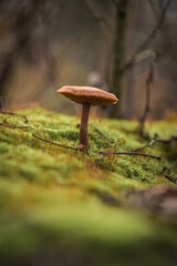 mushroom in the forest