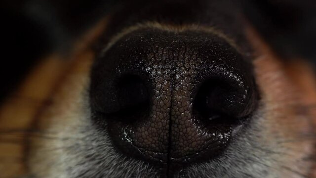 Macro of nose of a dog. Black nose with slight depigmentation in middle part. Static shot.