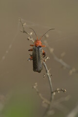 the bug