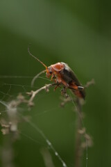 spider on a leaf