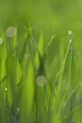 dew on grass