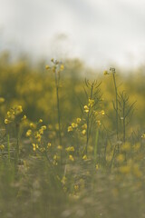 field of rapeseed