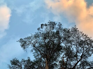 Fototapeta na wymiar Tall pine tree tops against blue sky and white clouds