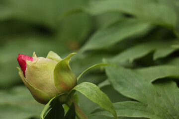 lush green background with a beautiful bud about to blossom 