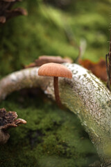 mushrooms in the forest