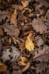 fallen autumn leaves