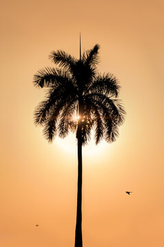 Royal tree palm 02