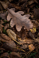 fallen autumn leaves