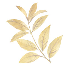 Watercolor leaves on a branch isolated on a white background. Delicate leaves for design, cards, packaging, wallpaper, print. Illustration of a branch with leaves of pale green color