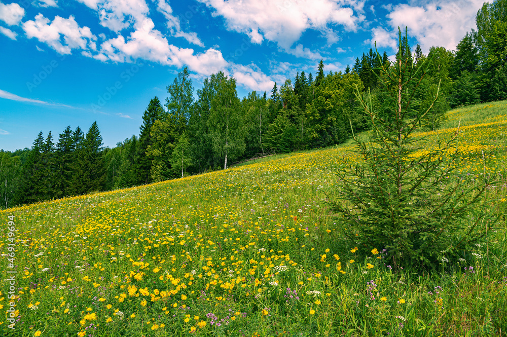Wall mural Summer panoramic landscape with wildflowers and trees on a wide meadow, a winding river and a forest in the distance, clouds in the blue sky. - Wall murals
