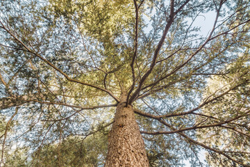Bottom view of Cedrus Libani trees in Cedars of God forest, Arz, Bsharri, Lebanon