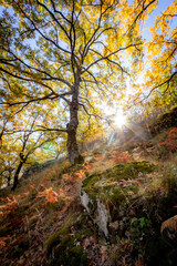 Naklejka na ściany i meble otoño en el valle del Jerte