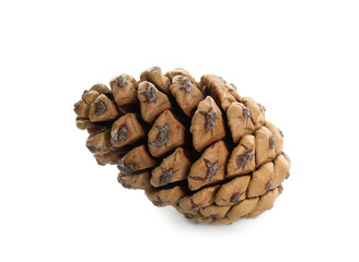 Beautiful dry pine cone isolated on white
