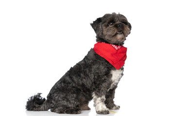 seated little metis dog showing his teeth