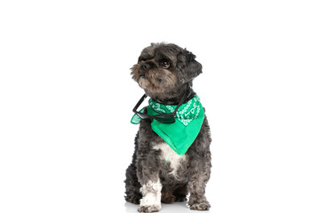 dog having his sunglasses hanging on his neck