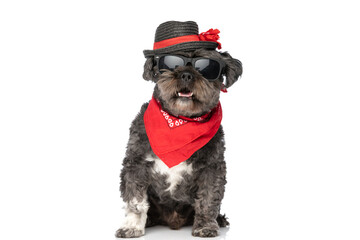 cool seated black dog wearing sunglasses, a hat