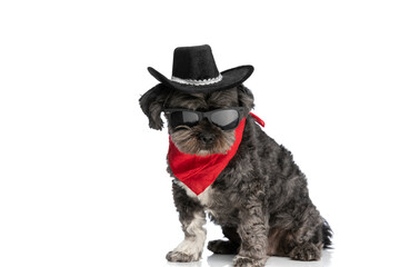 little metis dog wearing a black hat and red bandana