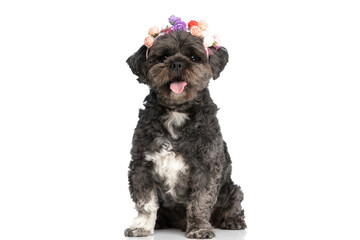 metis dog panting and wearing a headband of flowers