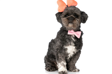 sweet metis dog wearing an orange bow